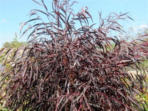 Agonis Flexuosa 'After Dark' .